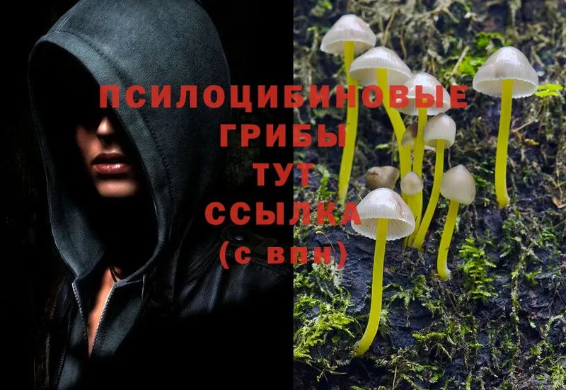 Псилоцибиновые грибы Psilocybe  Нахабино 